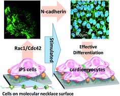 Graphical abstract: Dynamic polyrotaxane-coated surface for effective differentiation of mouse induced pluripotent stem cells into cardiomyocytes