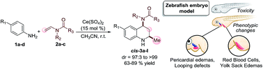 Graphical abstract: Ce(SO4)2-catalysed the highly diastereoselective synthesis of tetrahydroquinolines via an imino Diels Alder ABB′ type reaction and their in vivo toxicity and imaging in zebrafish embryos