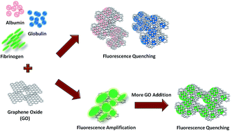 Graphical abstract: Selective concentration-dependent manipulation of intrinsic fluorescence of plasma proteins by graphene oxide nanosheets