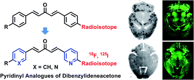 Graphical abstract: Radiolabeled pyridinyl analogues of dibenzylideneacetone as β-amyloid imaging probes