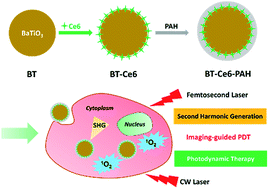 Graphical abstract: Polyelectrolyte coated BaTiO3 nanoparticles for second harmonic generation imaging-guided photodynamic therapy with improved stability and enhanced cellular uptake