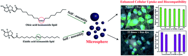 Graphical abstract: Self-assembly of isomannide-based monoesters of C18-fatty acids and their cellular uptake studies