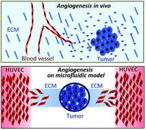 Graphical abstract: Biomimetic tumor-induced angiogenesis and anti-angiogenic therapy in a microfluidic model