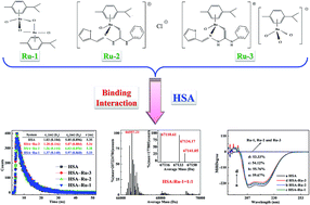 Graphical abstract: In vitro interaction investigation between three Ru(ii) arene complexes and human serum albumin: structural influences