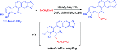 Graphical abstract: A novel C–C radical–radical coupling reaction promoted by visible light: facile synthesis of 6-substituted N-methyl 5,6-dihydrobenzophenanthridine alkaloids