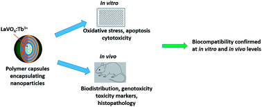Graphical abstract: Bio-distribution and in vivo/in vitro toxicity profile of PEGylated polymer capsules encapsulating LaVO4:Tb3+ nanoparticles for bioimaging applications