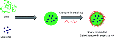Graphical abstract: Sorafenib-fortified zein–chondroitin sulphate biopolymer nanoparticles as a novel therapeutic system in gastric cancer treatment