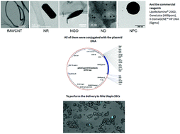 Graphical abstract: Efficient and safe gene transfection in fish spermatogonial stem cells using nanomaterials
