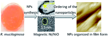 Graphical abstract: Magnetic nanoparticles of Ni/NiO nanostructured in film form synthesized by dead organic matrix of yeast