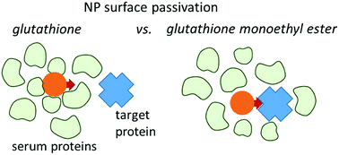 Graphical abstract: Zwitterionic glutathione monoethyl ester as a new capping ligand for ultrasmall gold nanoparticles