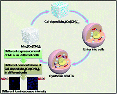 Graphical abstract: Photoluminescence distinction of lung adenocarcinoma cells A549 and squamous cells H520 using metallothionein expression in response to Cd-doped Mn3[Co(CN)6]2 nanocubes
