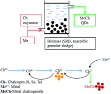 Graphical abstract: Metal chalcogenide quantum dots: biotechnological synthesis and applications