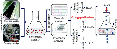 Graphical abstract: Aerobic degradation of estrogenic alkylphenols by yeasts isolated from a sewage treatment plant