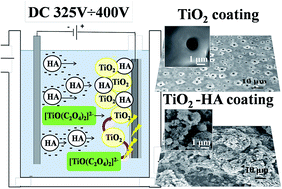 Graphical abstract: Deposition of hydroxyapatite–incorporated TiO2 coating on titanium using plasma electrolytic oxidation coupled with electrophoretic deposition