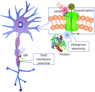 Graphical abstract: Nanomaterial mediated optogenetics: opportunities and challenges
