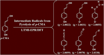 Graphical abstract: Radicals from the gas-phase pyrolysis of a lignin model compound: p-coumaryl alcohol