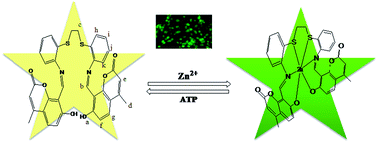 Graphical abstract: Coumarinyl thioether Schiff base as a turn-on fluorescent Zn(ii) sensor and the complex as chemosensor for the selective recognition of ATP, along with its application in whole cell imaging