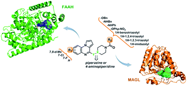 Graphical abstract: Harnessing the pyrroloquinoxaline scaffold for FAAH and MAGL interaction: definition of the structural determinants for enzyme inhibition