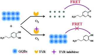 Graphical abstract: A fluorometric assay for tyrosinase activity and its inhibitor screening based on graphene quantum dots