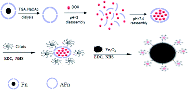 Graphical abstract: Multifunctional ferritin nanocages for bimodal imaging and targeted delivery of doxorubicin into cancer cells
