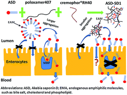 Graphical abstract: Enhancement of oral bioavailability of akebia saponin D by destroying self-micelles and inhibiting multidrug resistance-associated protein mediated efflux