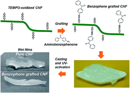 Graphical abstract: Preparation of photoreactive nanocellulosic materials via benzophenone grafting