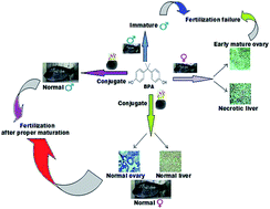 Graphical abstract: The in vivo estrogenic modulatory effect of bisphenol A (BPA) on Oreochromis mossambicus and prevention of early maturation of ovary by conjugates of intracellular laccase and silica nanoparticles