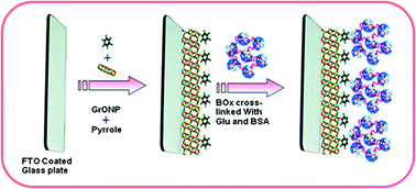 Graphical abstract: Electrochemical biosensor with graphene oxide nanoparticles and polypyrrole interface for the detection of bilirubin