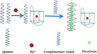 Graphical abstract: Highly sensitive and selective optical detection of lead(ii) using a label-free fluorescent aptasensor