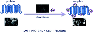 Graphical abstract: Interaction between dendrimers and regulatory proteins. Comparison of effects of carbosilane and carbosilane–viologen–phosphorus dendrimers