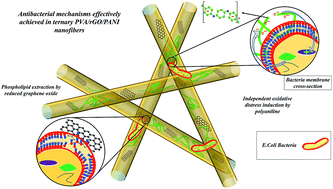Graphical abstract: PVA/PANI/rGO ternary electrospun mats as metal-free anti-bacterial substrates