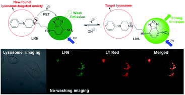 Graphical abstract: A novel NBD-based pH “on–off” fluorescent probe equipped with the N-phenylpiperazine group for lysosome imaging