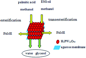 Graphical abstract: Fabrication of H3PW12O40/agarose membrane for catalytic production of biodiesel through esterification and transesterification
