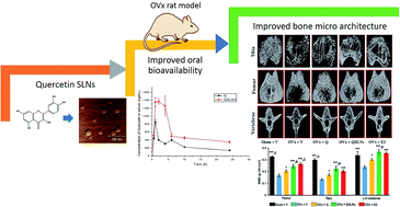 Graphical abstract: Quercetin-loaded solid lipid nanoparticles improve osteoprotective activity in an ovariectomized rat model: a preventive strategy for post-menopausal osteoporosis