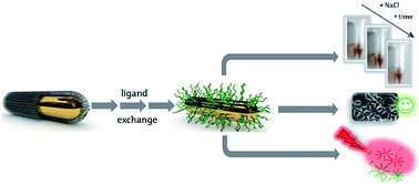 Graphical abstract: Highly stable and biocompatible gold nanorod–DNA conjugates as NIR probes for ultrafast sequence-selective DNA melting