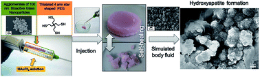 Graphical abstract: Injectable and self-healing dynamic hydrogel containing bioactive glass nanoparticles as a potential biomaterial for bone regeneration