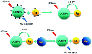 Graphical abstract: Upconversion luminescence nanoprobe based on luminescence resonance energy transfer from NaYF4:Yb, Tm to Ag nanodisks