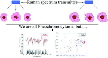 Graphical abstract: A novel diagnostic method of Raman spectroscopy for malignant pheochromocytoma/paraganglioma