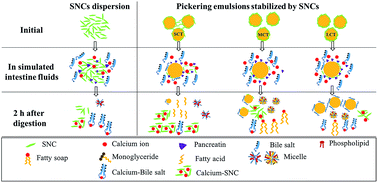 Graphical abstract: Preparation of Pickering emulsions with short, medium and long chain triacylglycerols stabilized by starch nanocrystals and their in vitro digestion properties