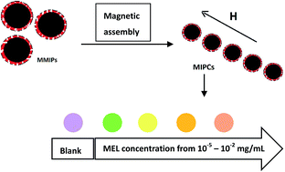Graphical abstract: Colorimetric sensing of melamine using colloidal magnetically assembled molecularly imprinted photonic crystals