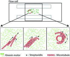 Graphical abstract: Understanding the role of transport velocity in biomotor-powered microtubule spool assembly