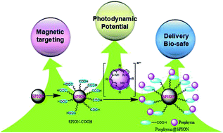 Graphical abstract: Cationic porphyrin@SPION nanospheres as multifunctional anticancer therapeutics: magnetic targeting, photodynamic potential and bio-safety research
