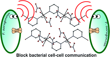 Graphical abstract: Copper(ii) complexes with aromatic nitrogen-containing heterocycles as effective inhibitors of quorum sensing activity in Pseudomonas aeruginosa