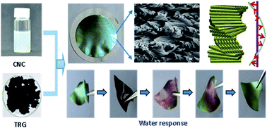 Graphical abstract: Iridescent graphene/cellulose nanocrystal film with water response and highly electrical conductivity