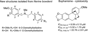 Graphical abstract: Isolation of Amaryllidaceae alkaloids from Nerine bowdenii W. Watson and their biological activities