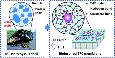 Graphical abstract: Bioadhesion-inspired fabrication of robust thin-film composite membranes with tunable solvent permeation properties