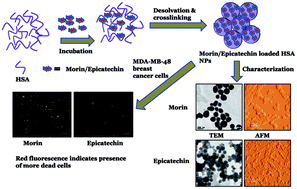 Graphical abstract: Solubility enhancement of morin and epicatechin through encapsulation in an albumin based nanoparticulate system and their anticancer activity against the MDA-MB-468 breast cancer cell line