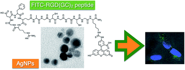 Graphical abstract: Silver nanoparticles functionalized with a fluorescent cyclic RGD peptide: a versatile integrin targeting platform for cells and bacteria