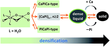 Graphical abstract: Quantitative chemical relations at pseudo-equilibrium in amorphous calcium phosphate formation