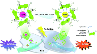 Graphical abstract: Novel glyconanoconjugates: synthesis, characterization and bioapplications